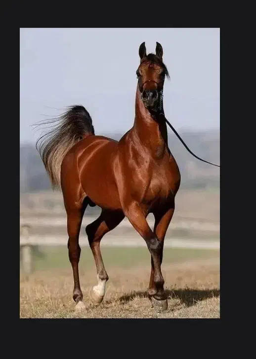 خرید و فروش اسب|اسب و تجهیزات اسب‌سواری|الوند, |دیوار