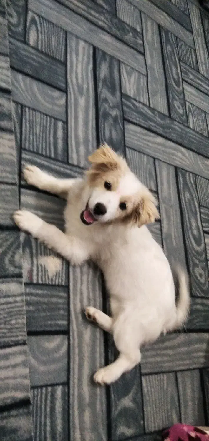 توله سگ|سگ|کاشان, مفتح|دیوار