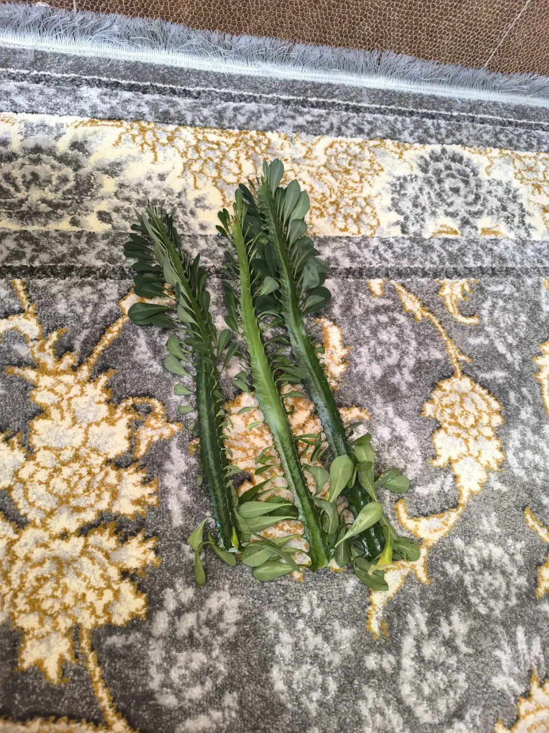 گل طبیعی|گل و گیاه طبیعی|یاسوج, |دیوار