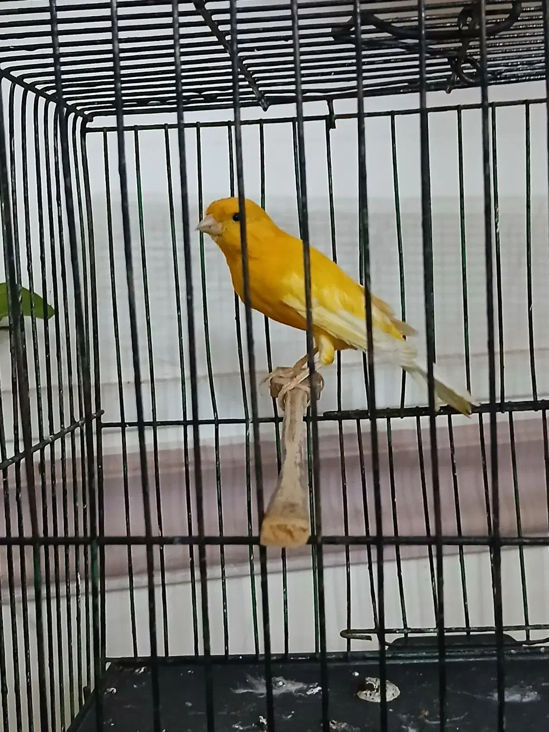 قناری|پرنده|ورامین, جعفر آباد اخوان|دیوار