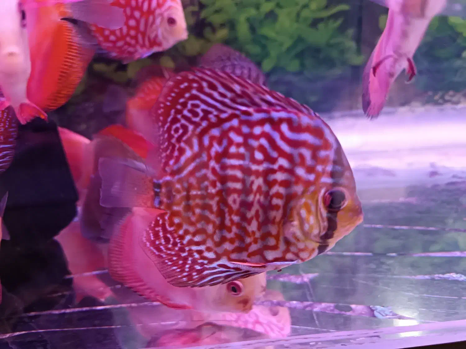 دیسکس|ماهی|اردبیل, |دیوار