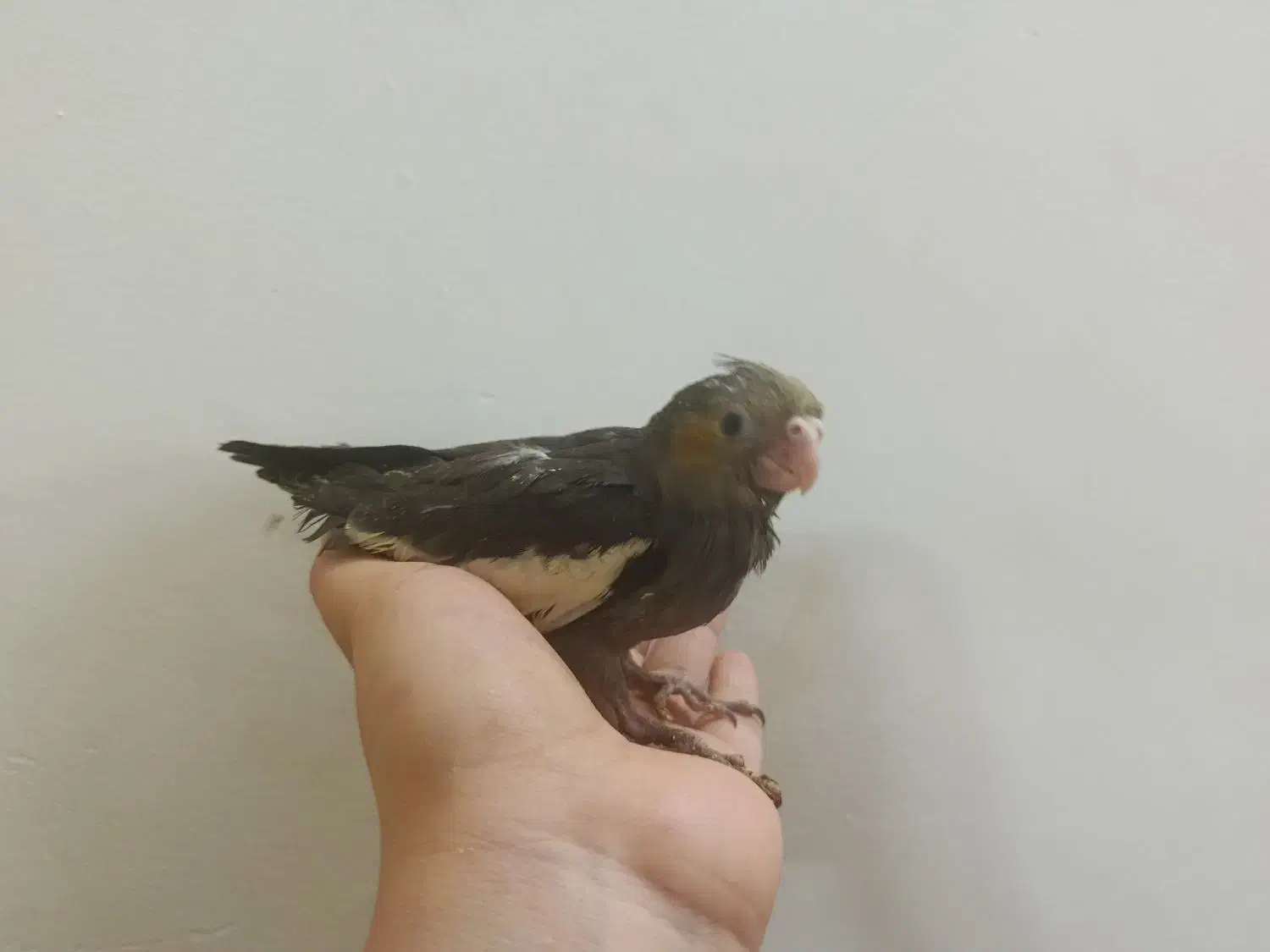 ۳۰ روزه ۳۷ روزه|پرنده|بروجرد, |دیوار