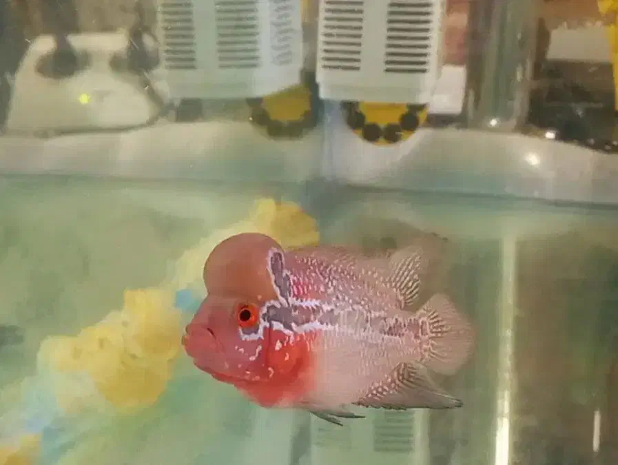 ماهی فلاور نر و ماده|ماهی|مشهد, شهرک امام هادی (شهرک غرب)|دیوار