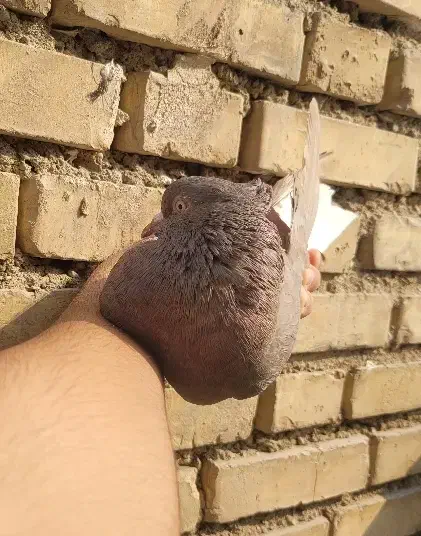 دوتا ماده قهوه ایی دم سفید ۱۶ پر دم|پرنده|رامهرمز, |دیوار