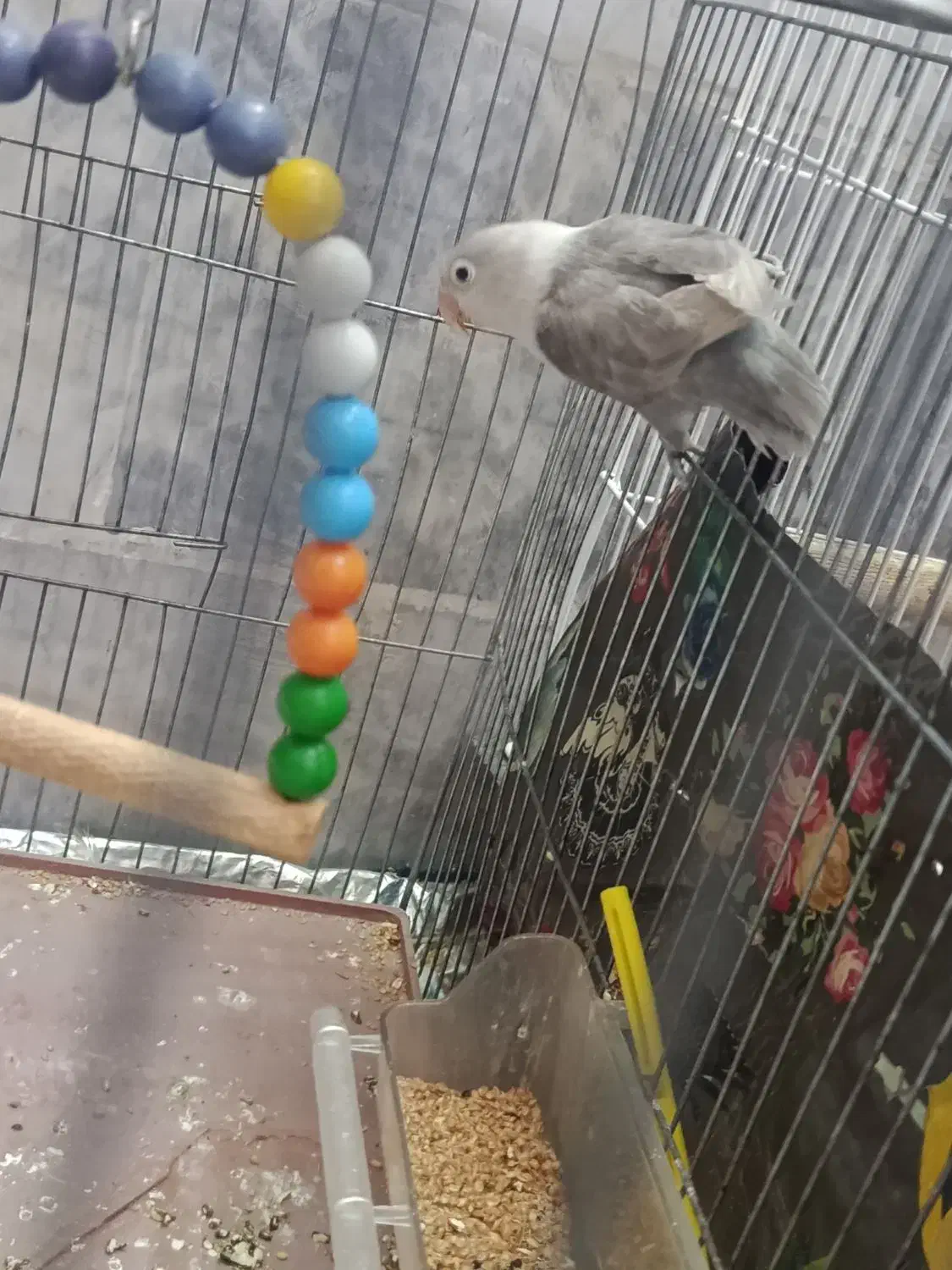 کوتوله|پرنده|یزد, |دیوار