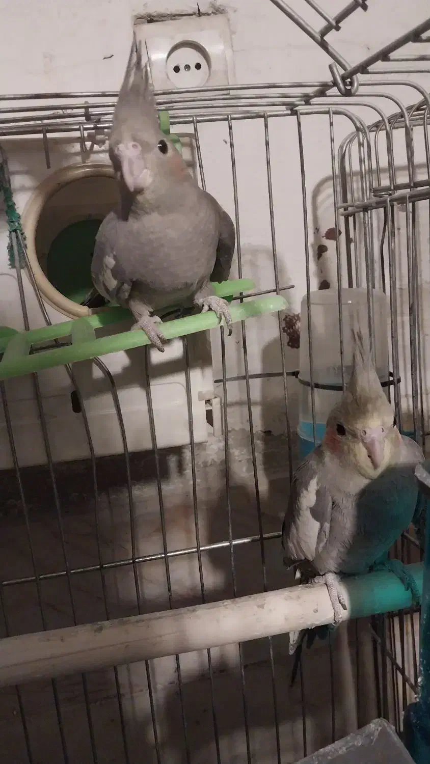 جوجه* عروس *هلندی* سینامون|پرنده|تهران, اتابک|دیوار