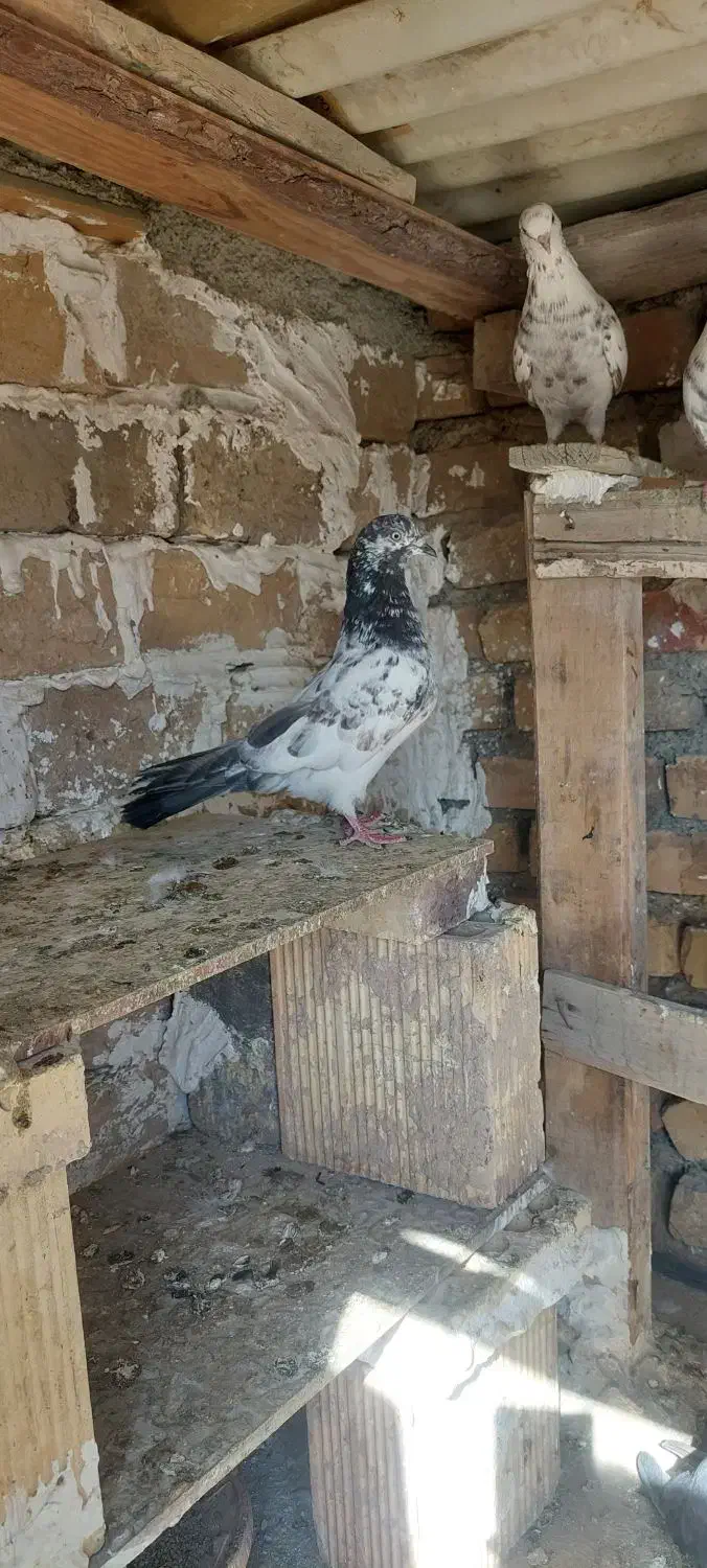 ماده پرشی عالی|پرنده|رباطکریم, رباطکریم|دیوار