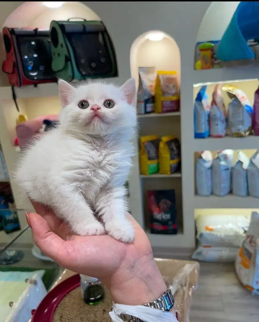 گربه بیرتیش سفید|گربه|رشت, دیلمان|دیوار