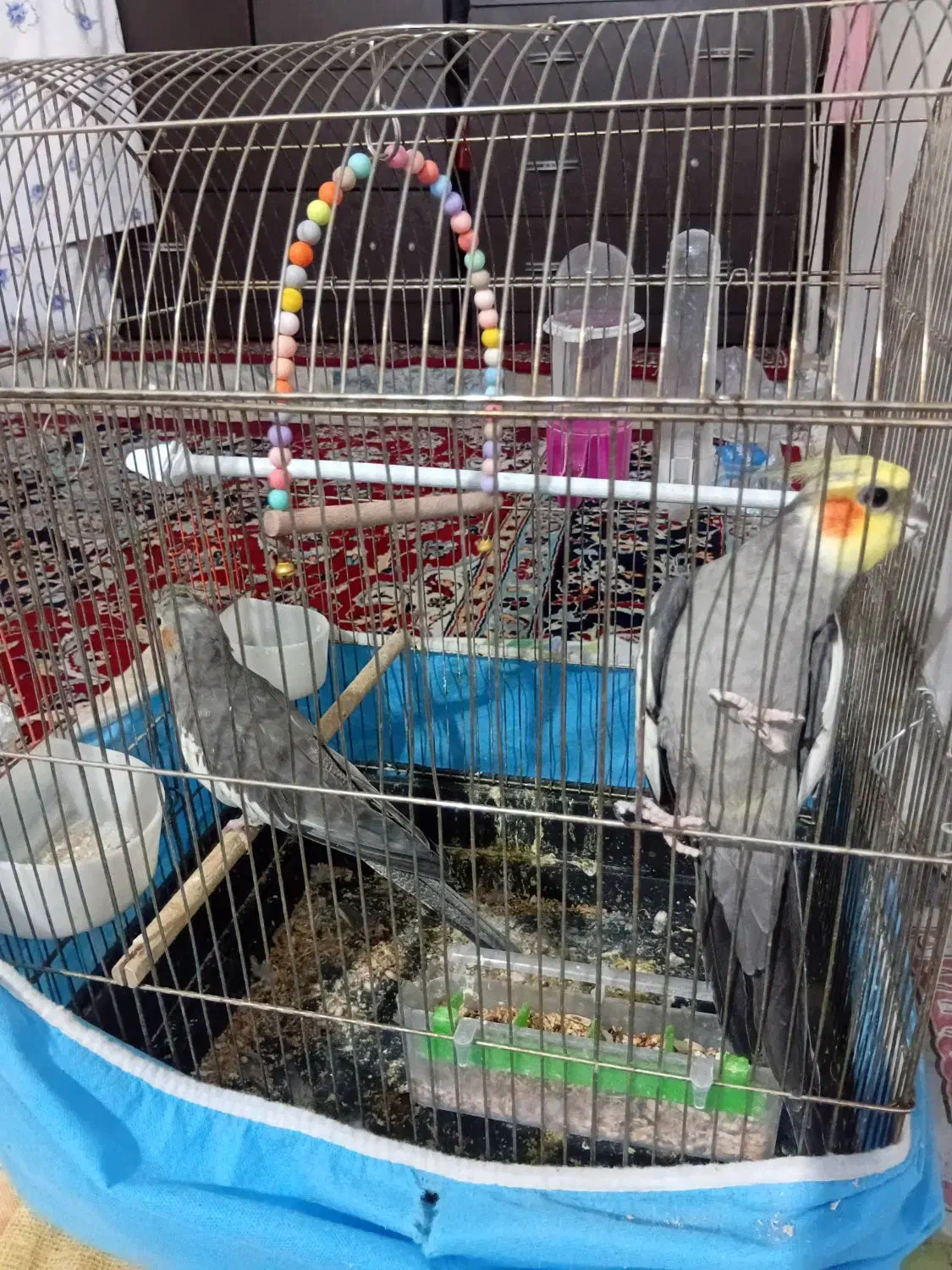 عروس هلندی|پرنده|نجفآباد, صالح آباد|دیوار