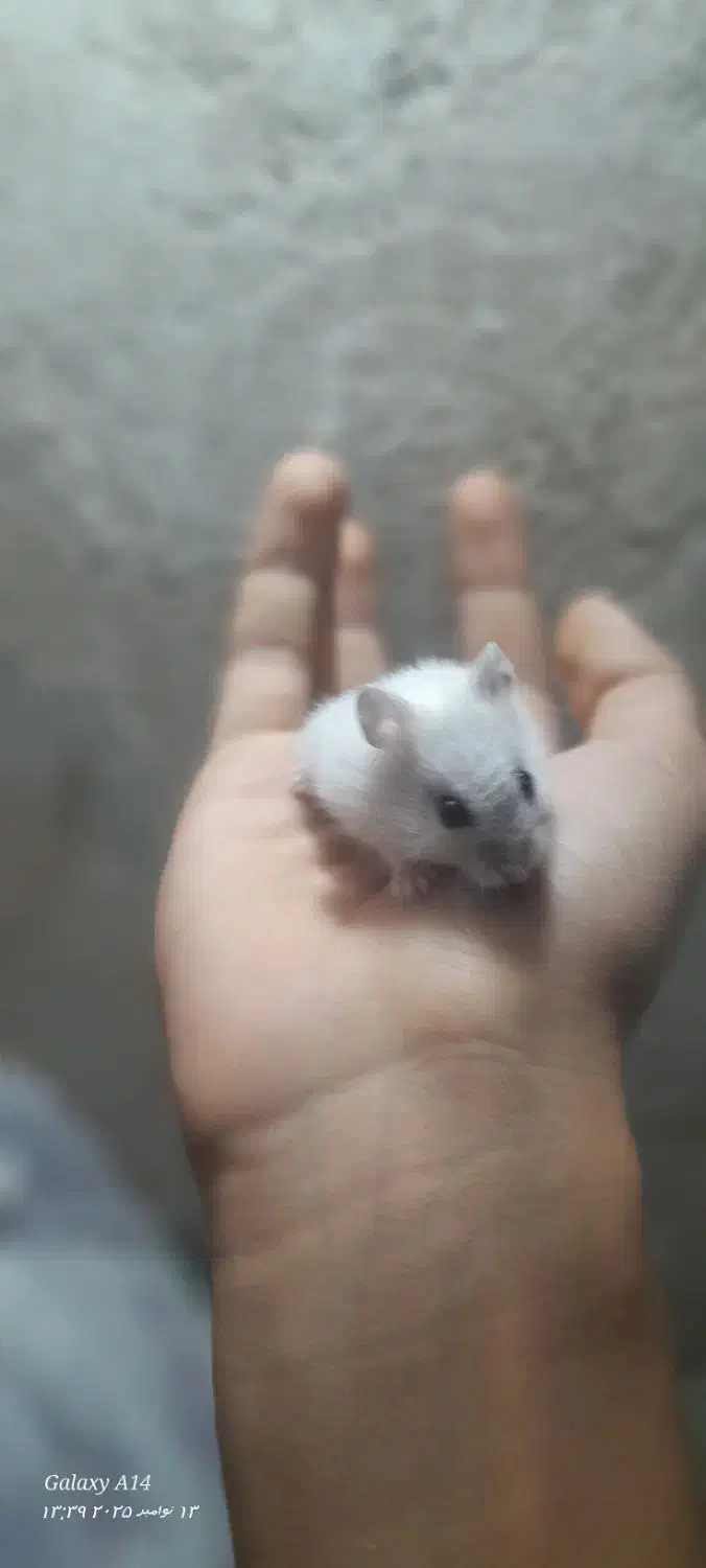 همستر کمپل|موش و خرگوش|تهران, پاسداران|دیوار