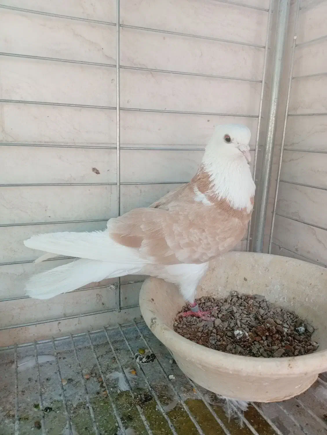 شازده زرد|پرنده|اردکان, |دیوار