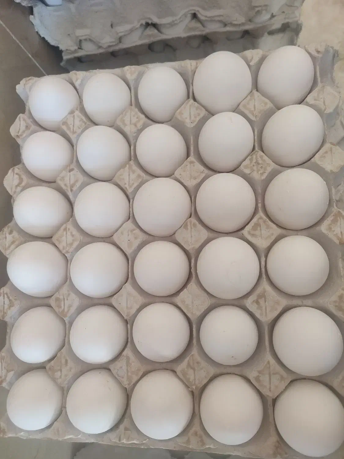 پخش تخم مرغ تازه بروز|خوردنی و آشامیدنی|قم, باجک یک|دیوار