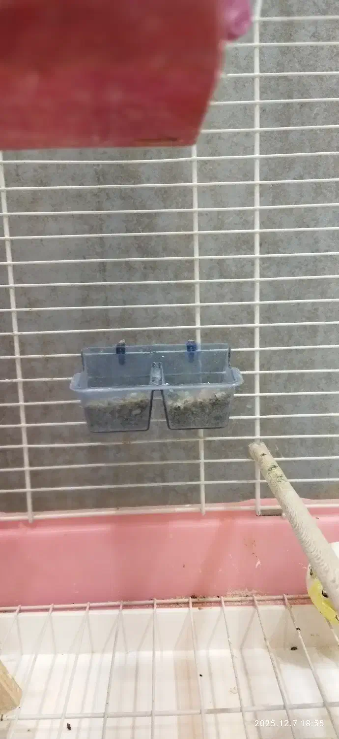 فروش عروس هلندی|پرنده|شیراز, رکنآباد|دیوار