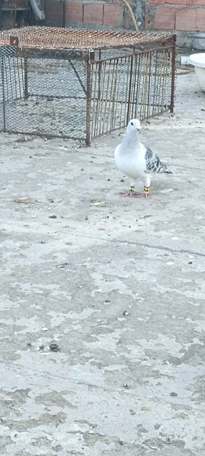 کبوتر شامی نر|پرنده|مینودشت, |دیوار