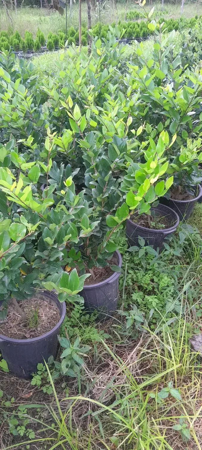 فروش یاس گلدان ۱۰|گل و گیاه طبیعی|نشتارود, |دیوار