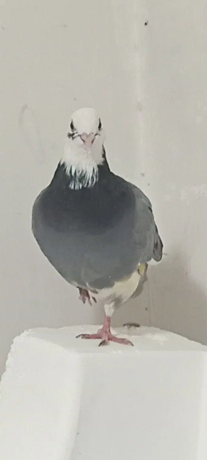 ابلغ|پرنده|قم, علی آباد سعدگان|دیوار