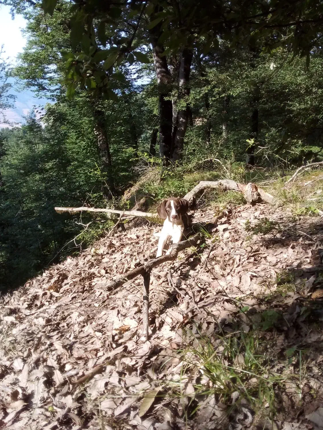 واگذاری سگ دنبلانی|سگ|صادق آباد, |دیوار