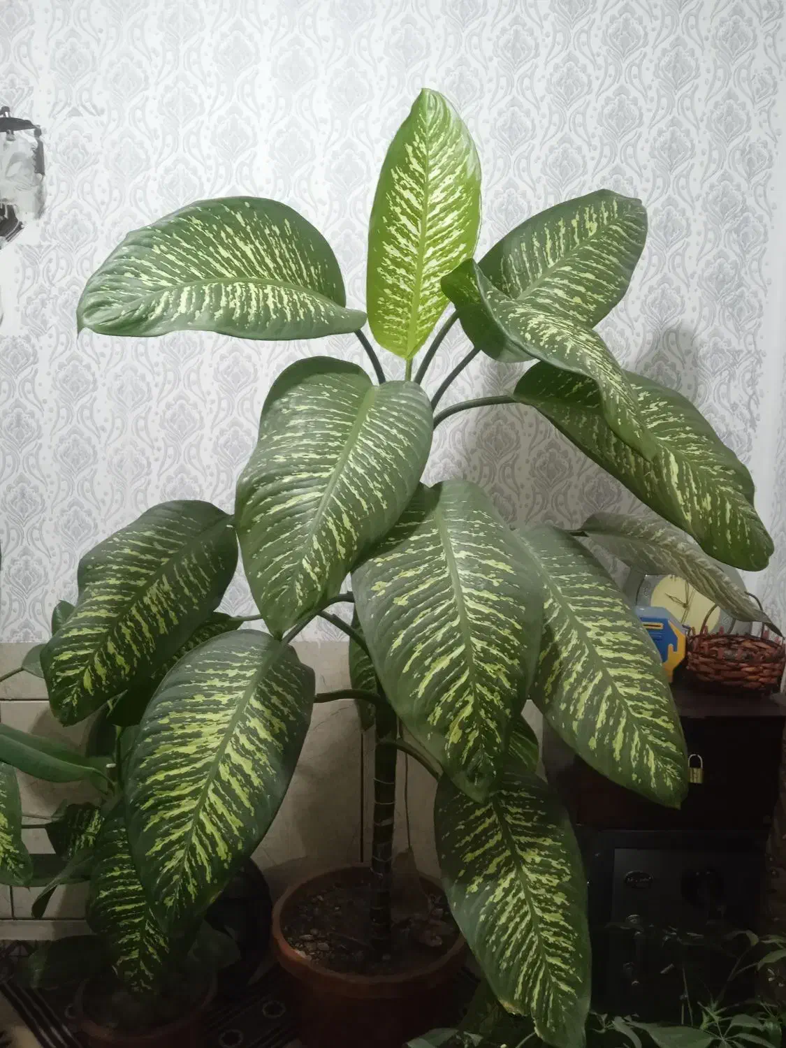 گل دیفن|گل و گیاه طبیعی|شهرکرد, |دیوار