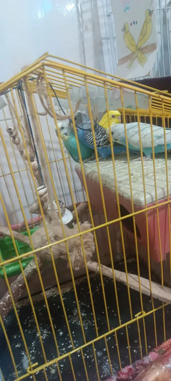 مرغ عشق|پرنده|سراوان, |دیوار