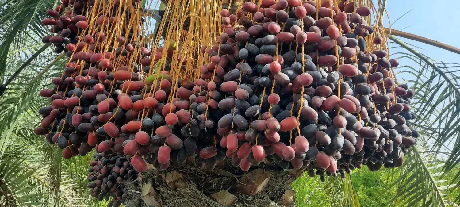 اجاره ۶هکتار|اجارهٔ دفتر صنعتی، کشاورزی، تجاری|منوجان, |دیوار