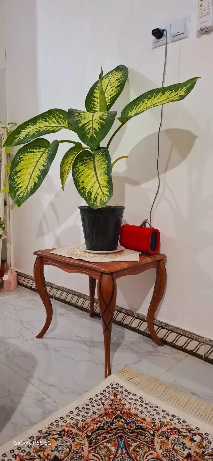 جلو مبلی و عسلی در حد نو|مبلمان خانگی و میز عسلی|رشت, کوی بیانی|دیوار