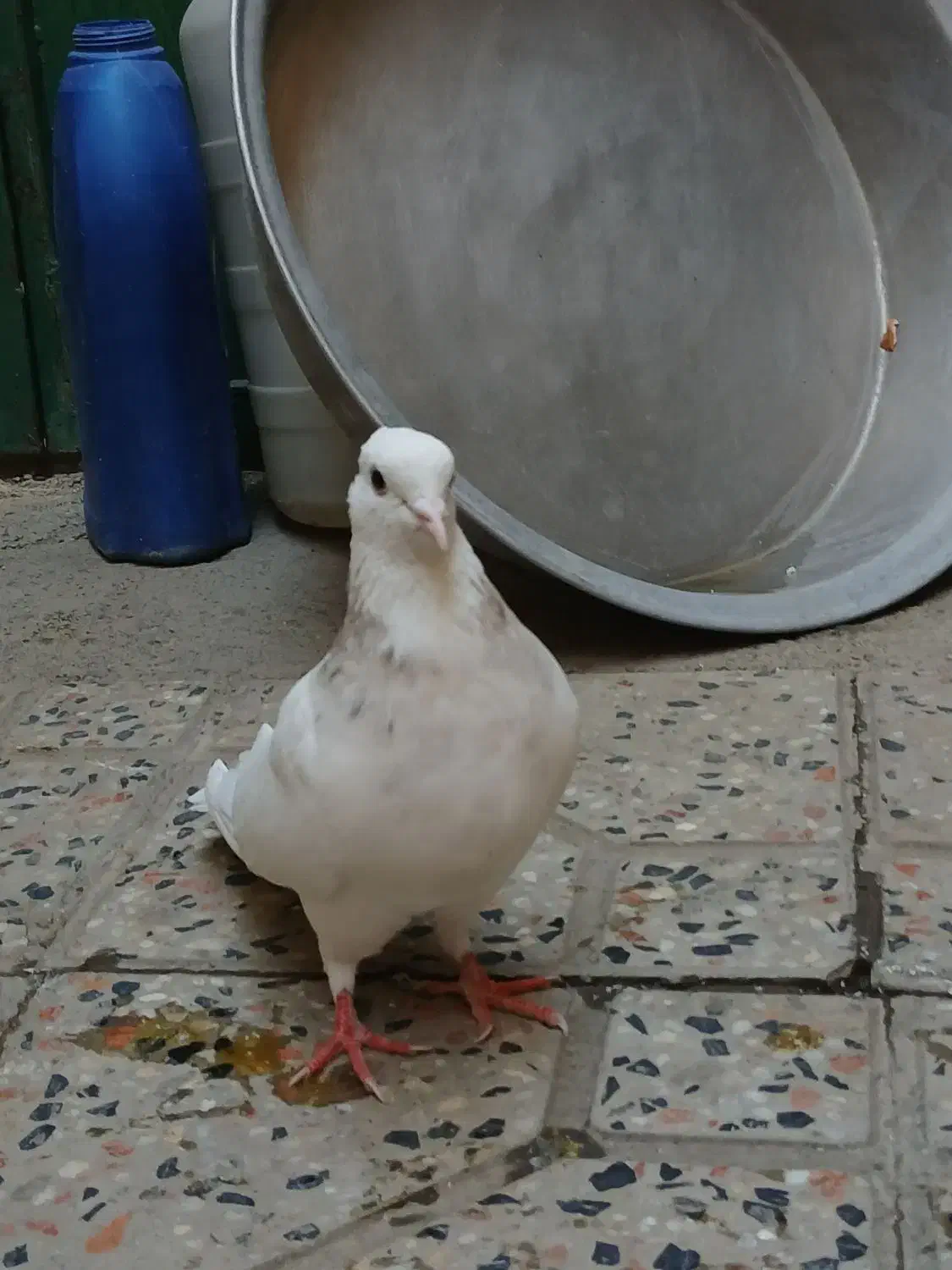 کبوتر طوق|پرنده|مریوان, |دیوار