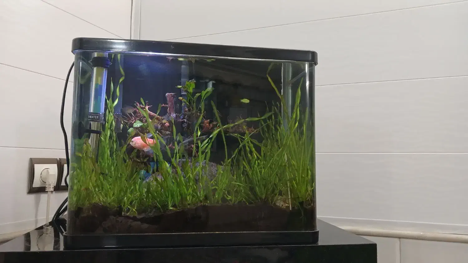 آکواریوم پلنت|ماهی|قم, نخودی|دیوار