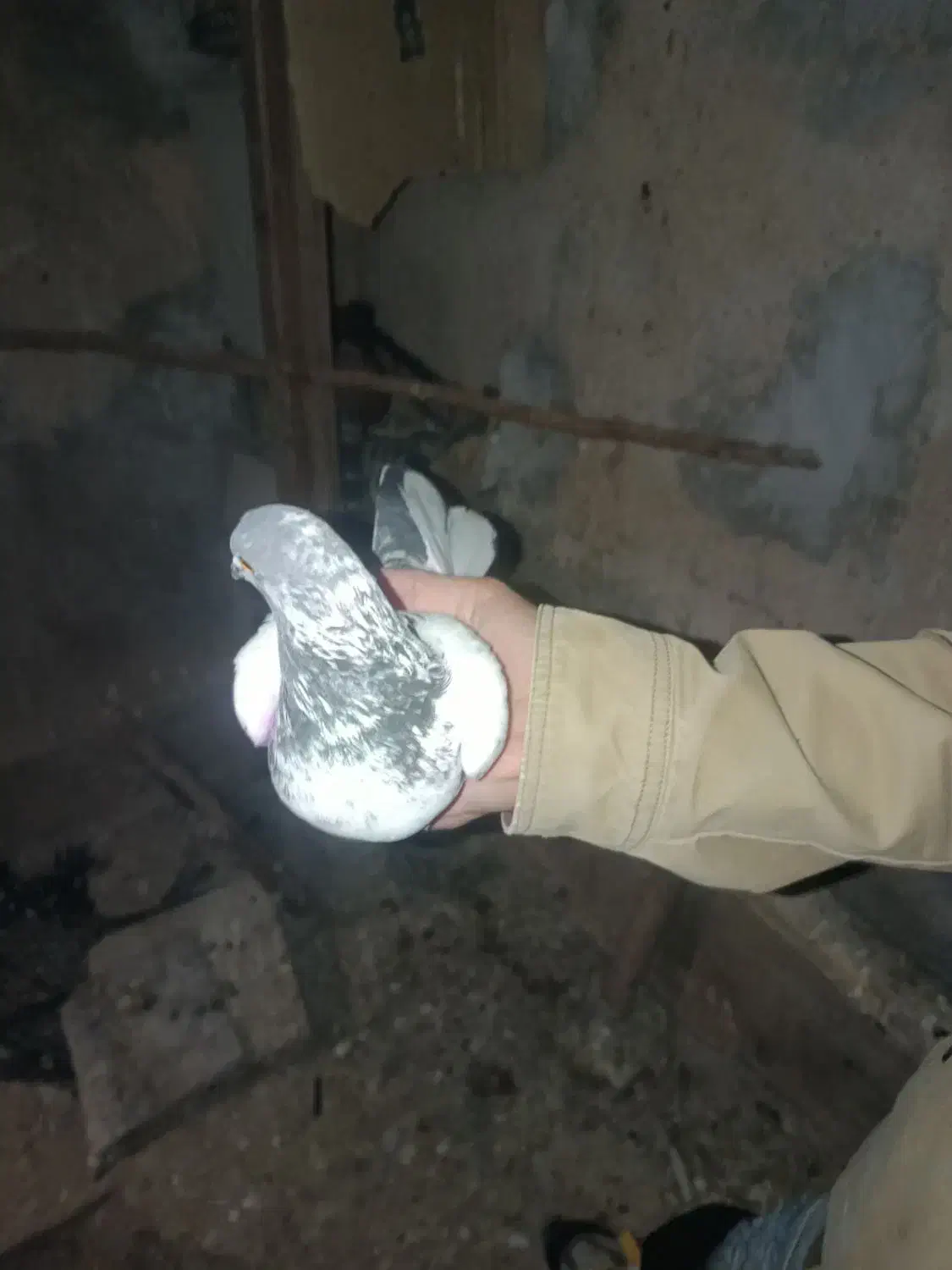 کبوتر  پاکستانی|پرنده|چرداول, |دیوار