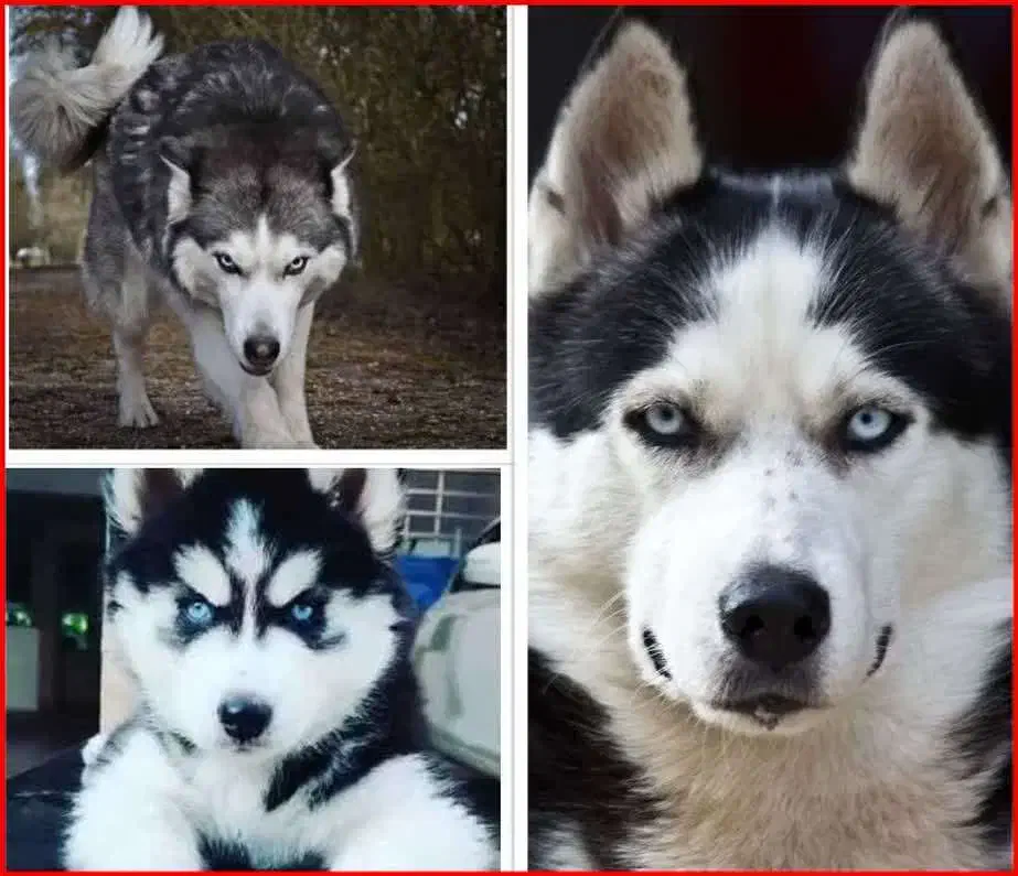 مرکز پرورش سگ های هاسکی و میکس در شمال شرق کشور|سگ|گلبهار, شهر جدید گلبهار|دیوار