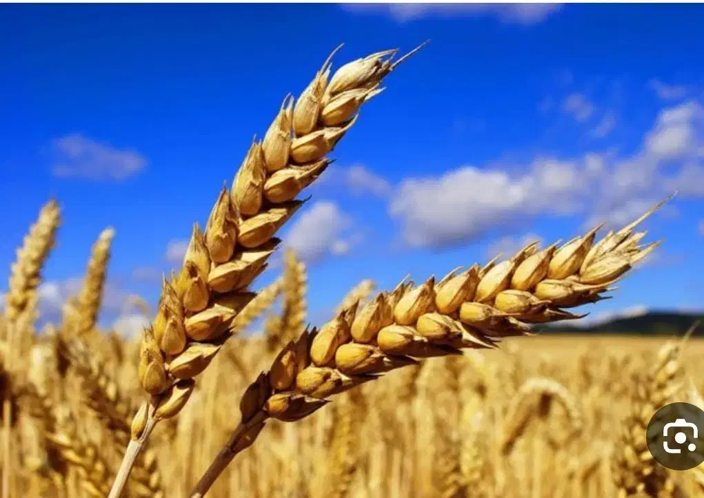 گندم دیم|خوردنی و آشامیدنی|پادنا, |دیوار