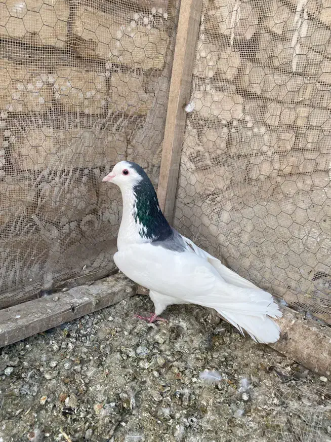 دمگیر دوبحر|پرنده|برخوار, |دیوار