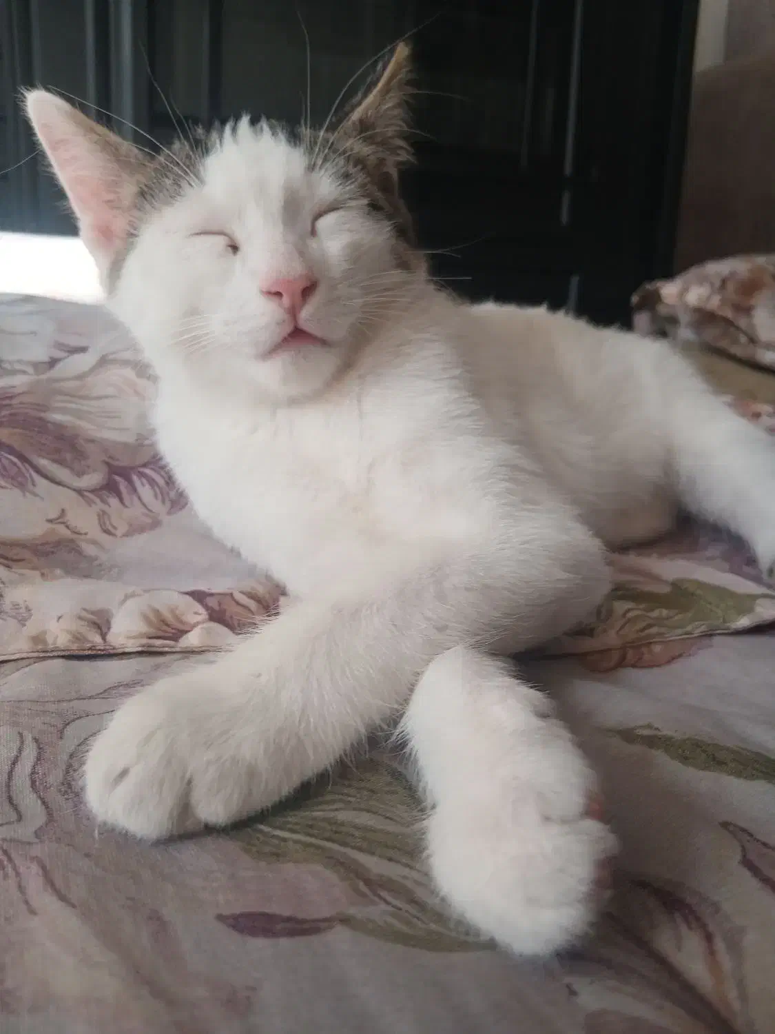 دوتا گربه نر ماده خوشگل سفید|گربه|قوچان, |دیوار