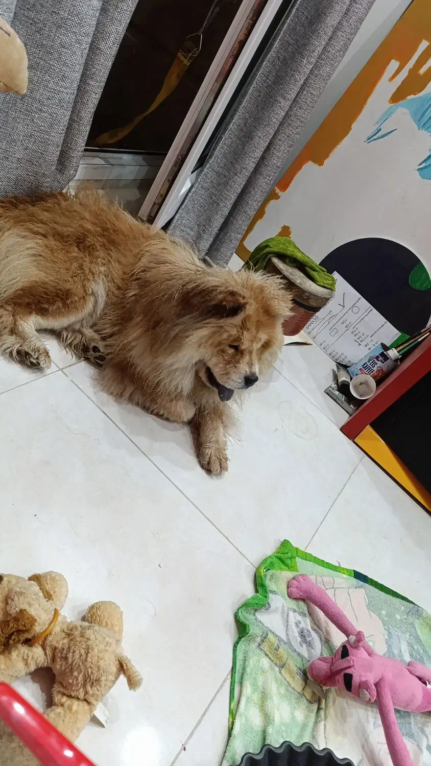 سگ چاو چاو ماده|سگ|کرمانشاه, |دیوار