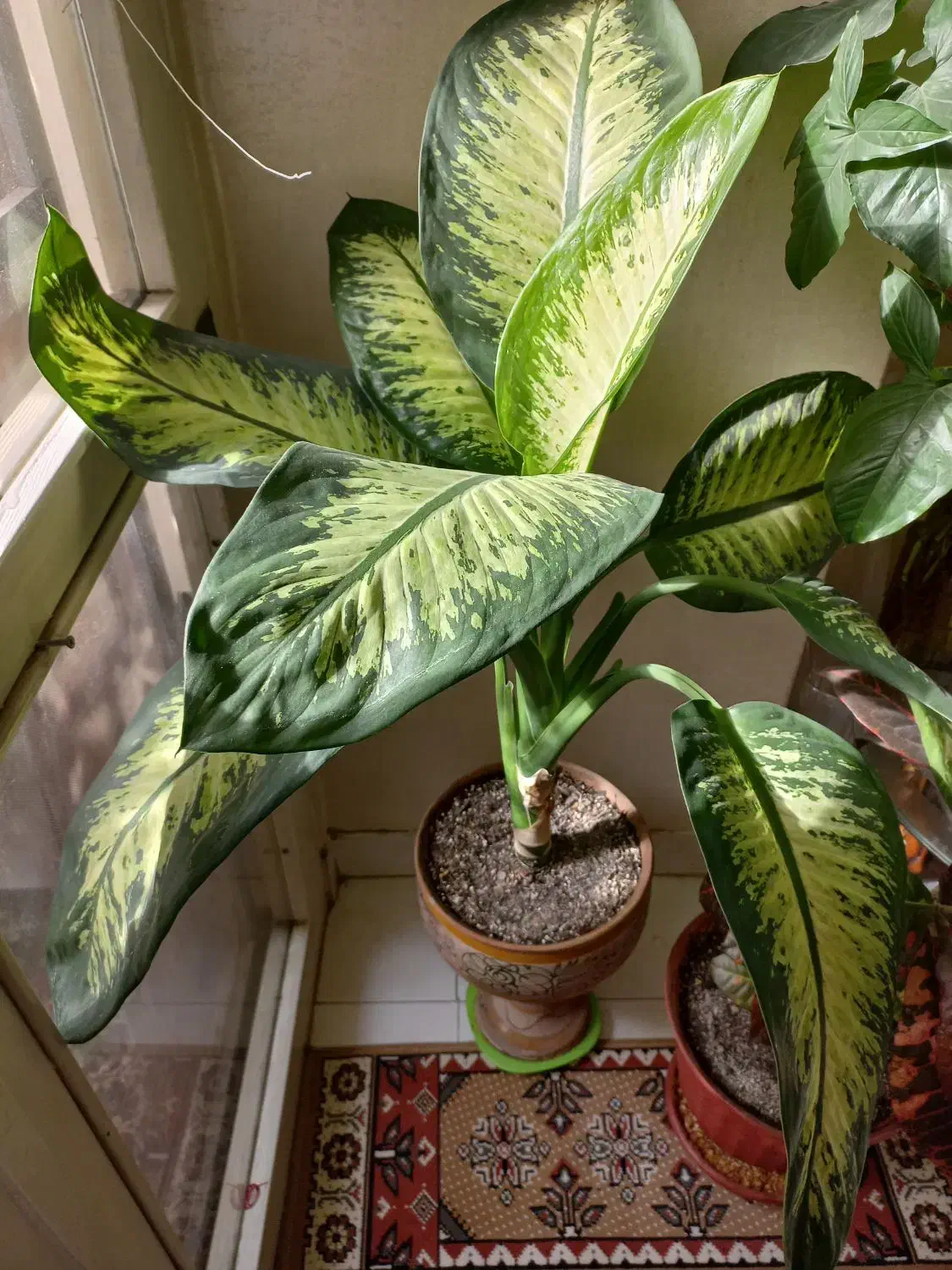 گل دیفن در پونک|گل و گیاه طبیعی|تهران, المهدی|دیوار