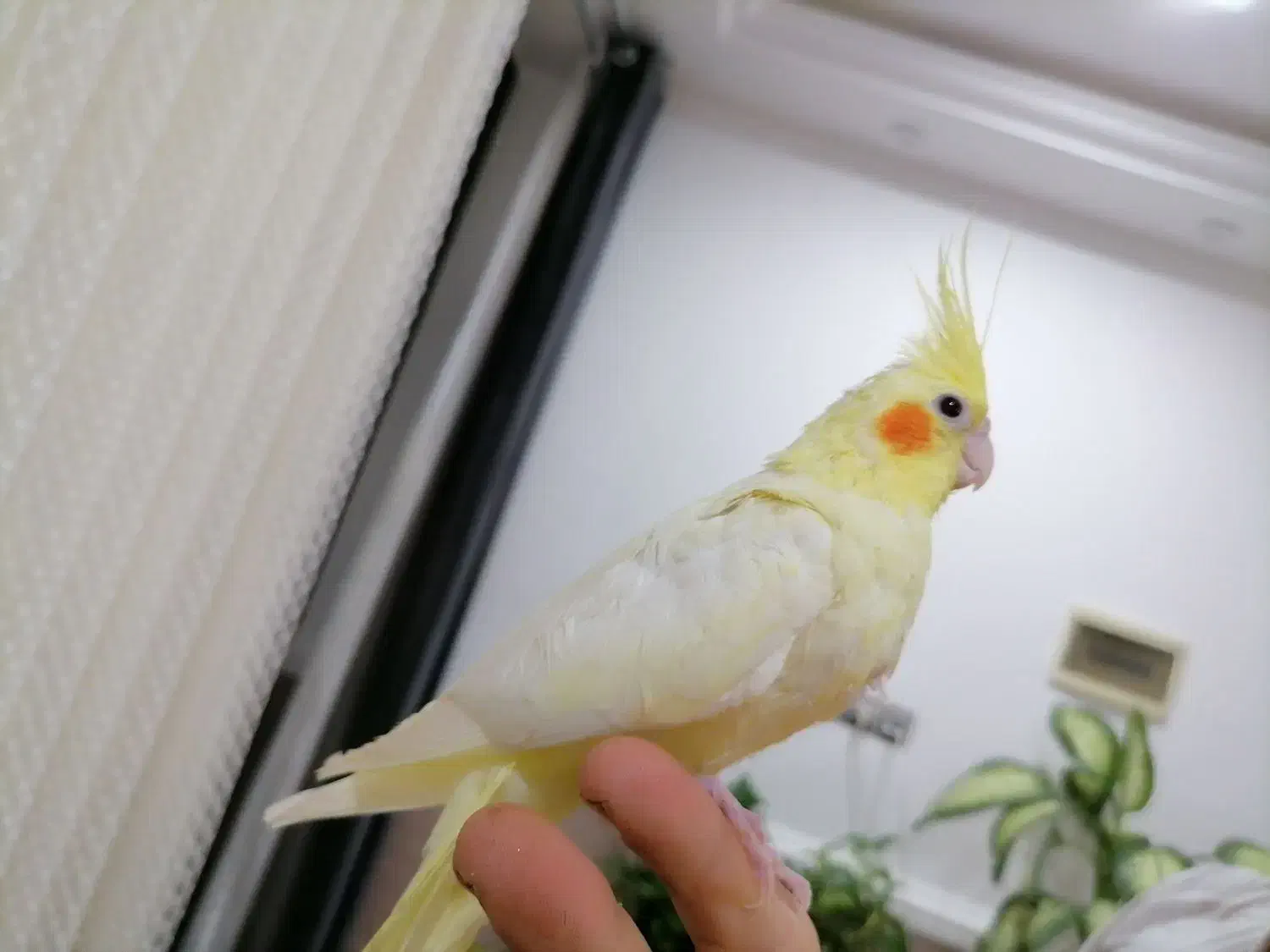 جوجه عروس هلندی|پرنده|برازجان, |دیوار