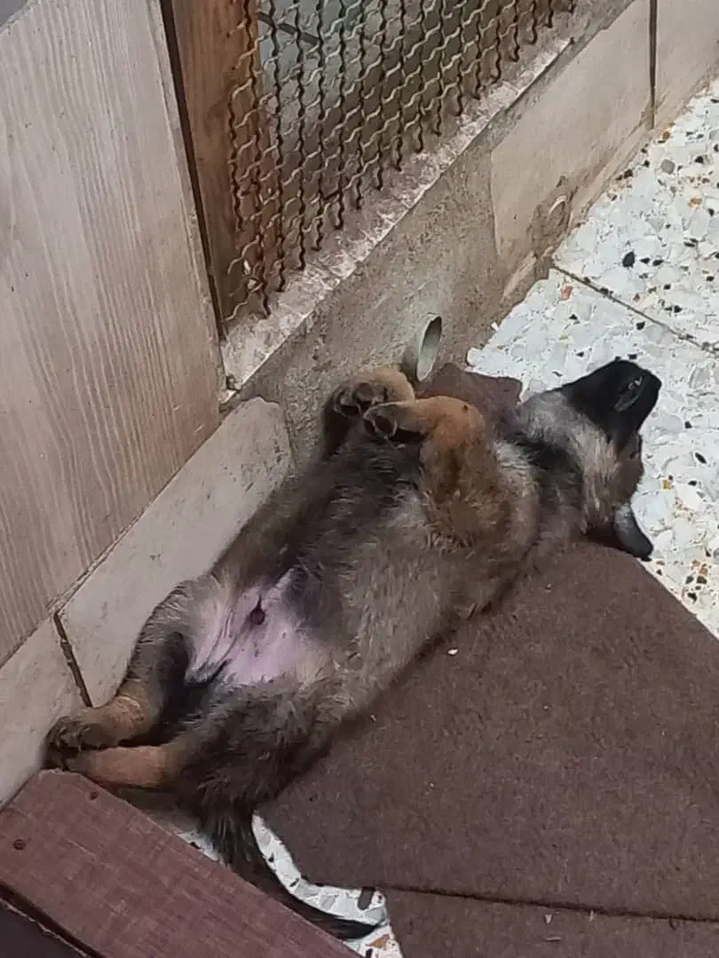 توله ژرمن ورک لاین سیبل|سگ|اشتهارد, |دیوار