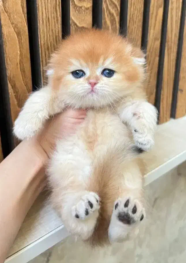 اسکای خرسی خانگی|گربه|تهران, تهرانپارس غربی|دیوار