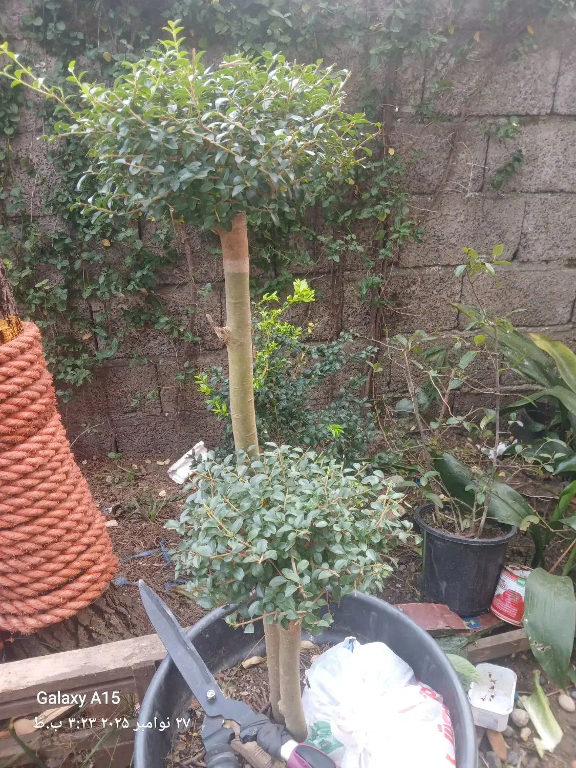 بصورت محدود و زیبا و در گلدانهای بزرگ و خاکی غنی|گل و گیاه طبیعی|رودسر, |دیوار