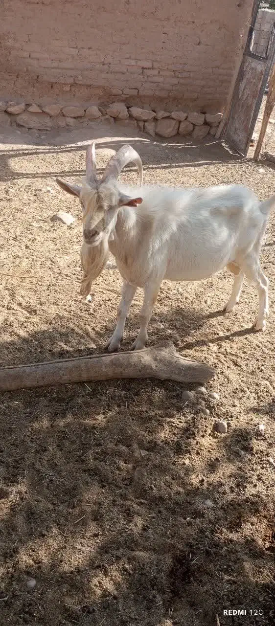 نر سانن اصل و کهره سانن|حیوانات مزرعه|یزد, |دیوار