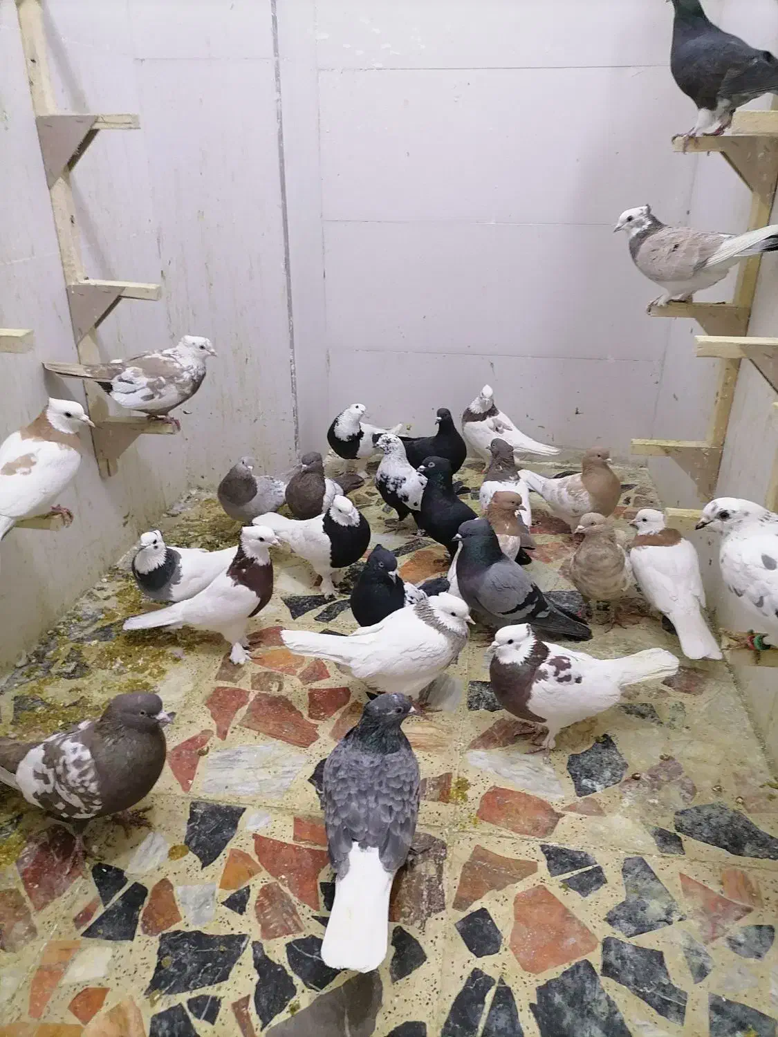 کبوتر ماده|پرنده|شیراز, گویم|دیوار