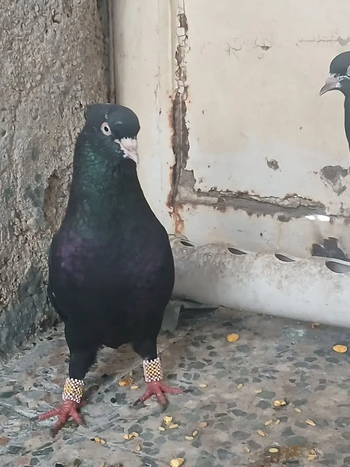 کبوترکفتر سینه ای دم|پرنده|اهواز, منبع اب|دیوار