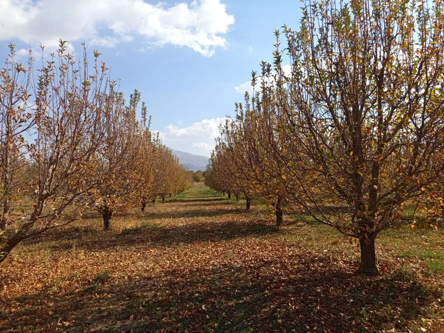 باغ سیب جوان، قابل معاوضه با واحد مسکونی یا تجاری|فروش زمین و ملک کلنگی|سیلوانه, |دیوار