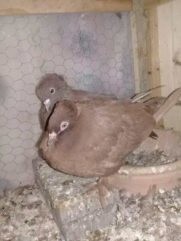 یجفت کبوتر راعبی سرخ|پرنده|قم, منبع آب|دیوار