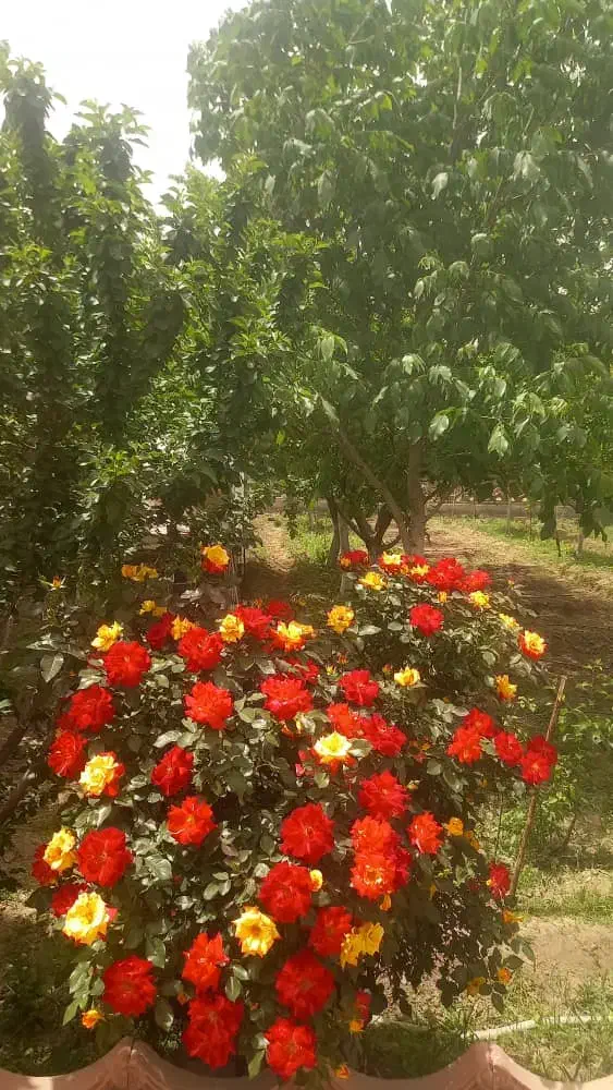 راهنمایی|فعالیت داوطلبانه|برخوار, |دیوار