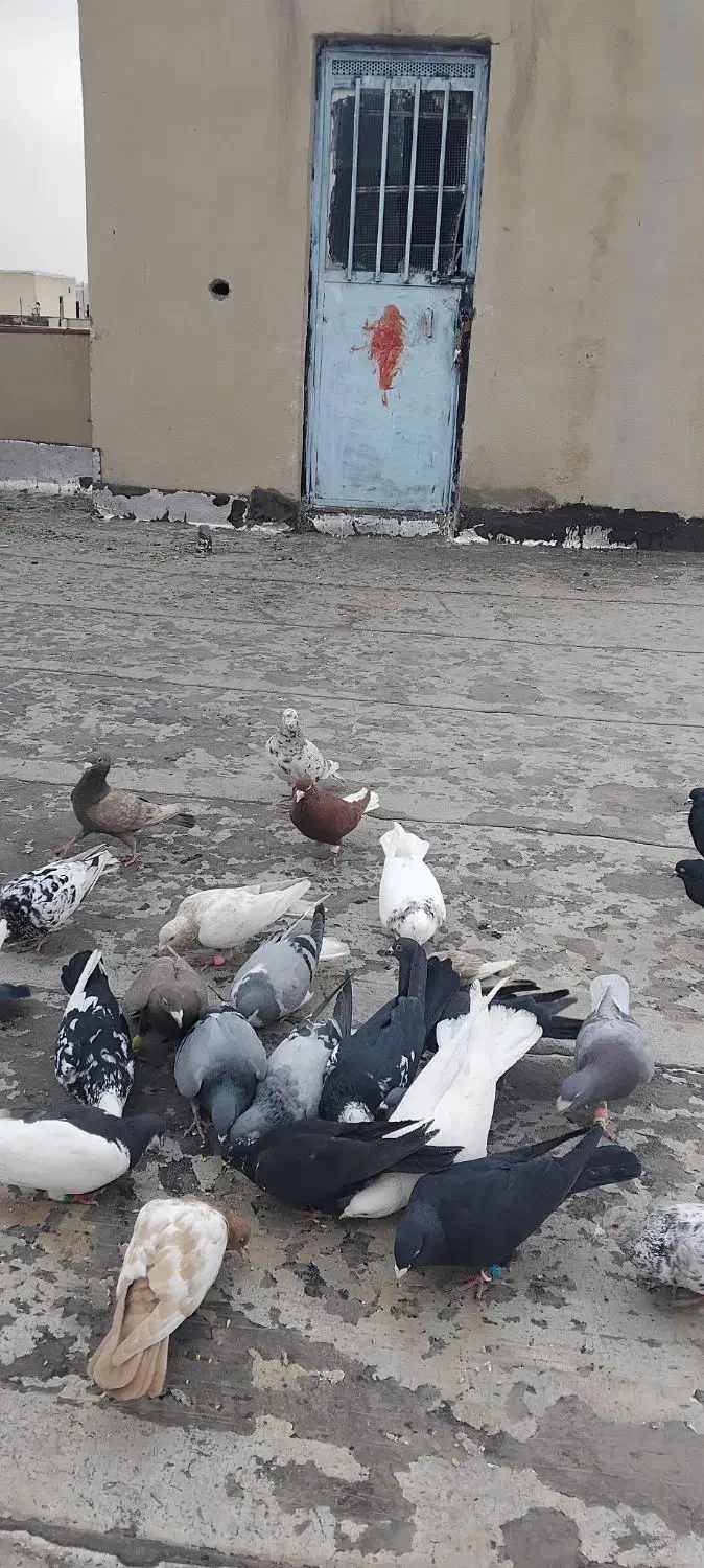 کبوتر|پرنده|محمدیه-قزوین, |دیوار