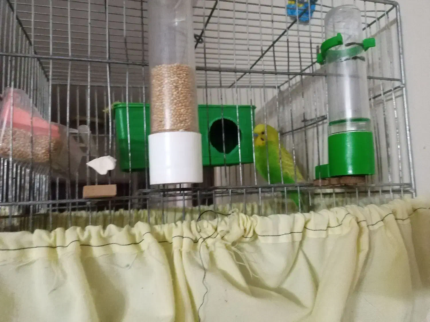 مرغ عشق تخم گذار مولد|پرنده|شاهینشهر, مسکن مهر|دیوار