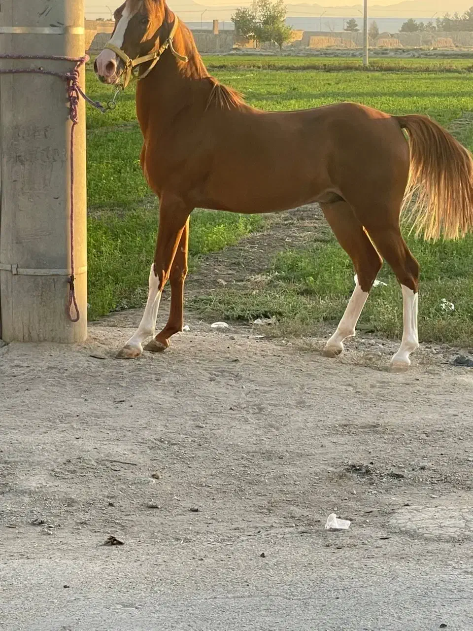 فروش مادیان‌شجره دار|اسب و تجهیزات اسب‌سواری|قزوین, |دیوار