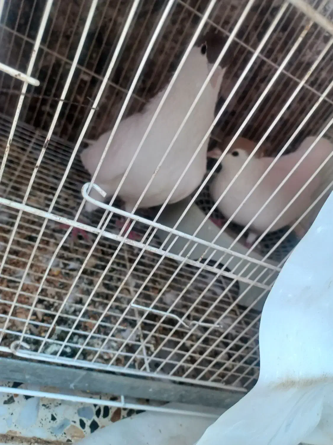 کبوتر معاوضه|پرنده|گنبد کاووس, |دیوار