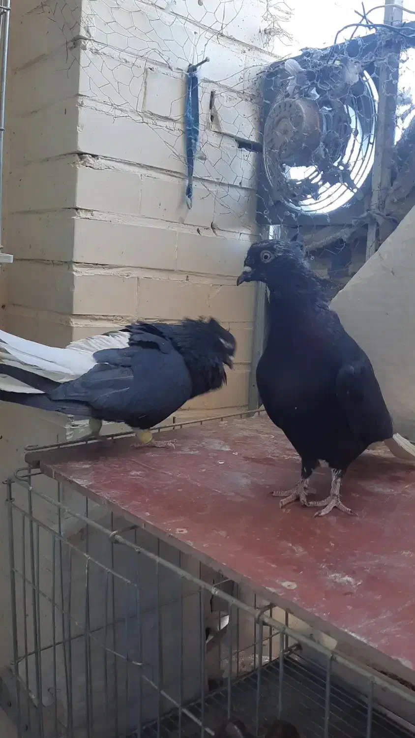 دم سفید|پرنده|فولادشهر, A3|دیوار