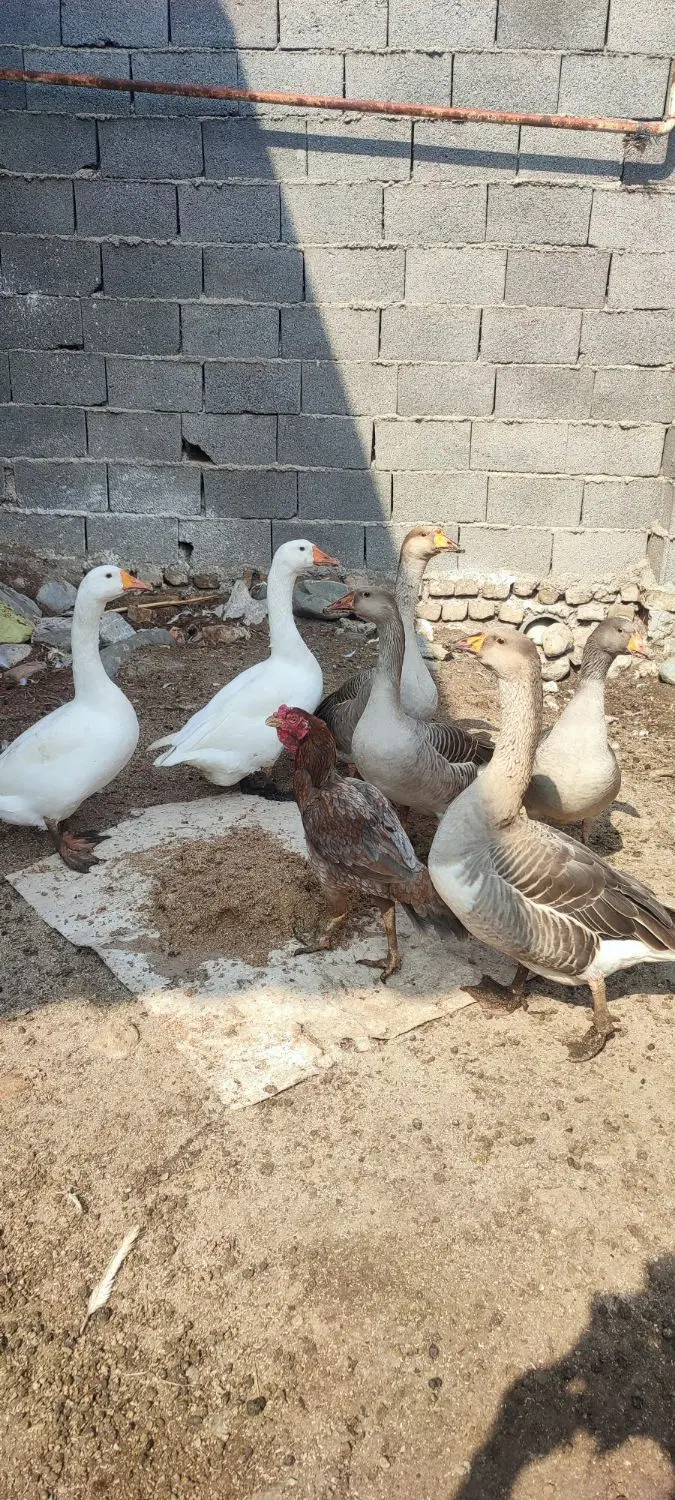 غاز|حیوانات مزرعه|گرگان, |دیوار